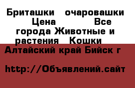 Бриташки - очаровашки.  › Цена ­ 3 000 - Все города Животные и растения » Кошки   . Алтайский край,Бийск г.